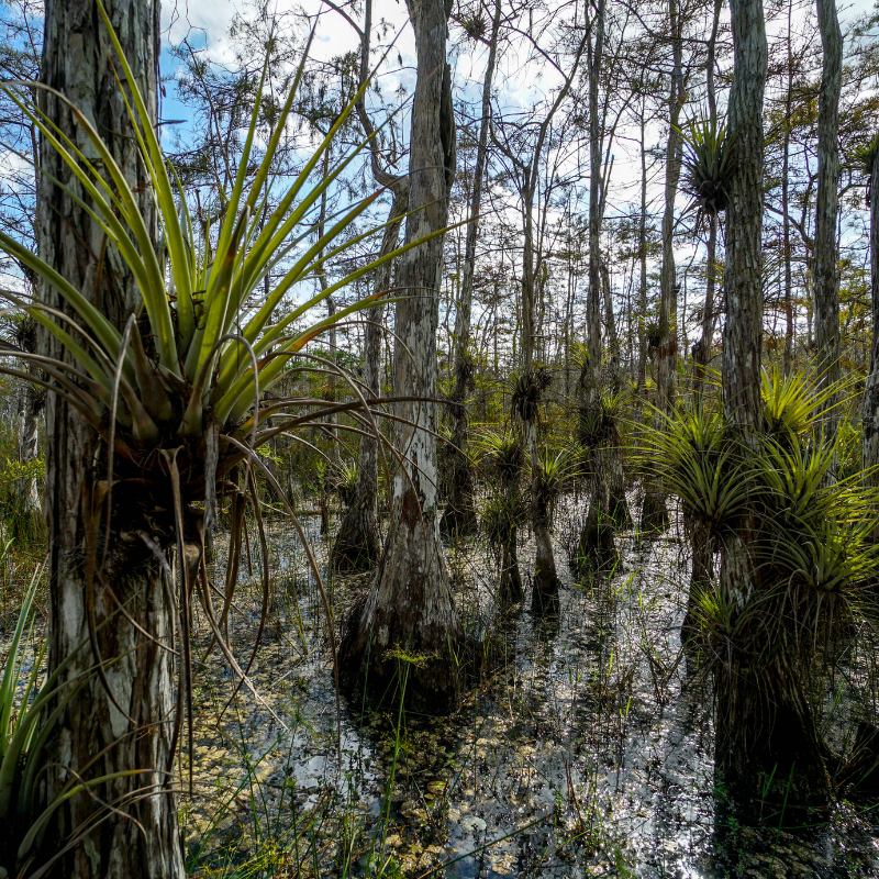 Big Cypress National Preserve