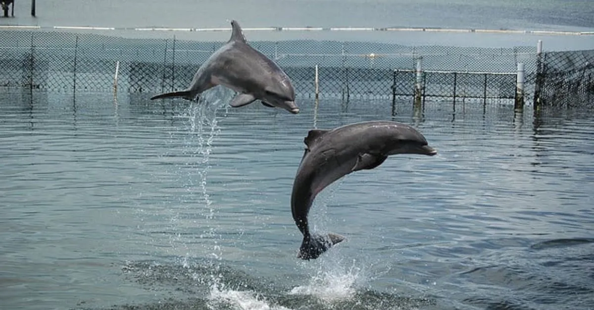 Dolphin Watching In Florida