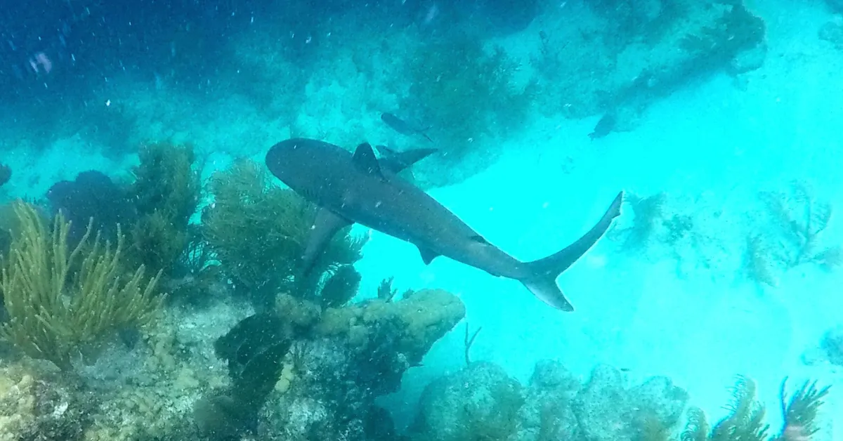 Florida Keys Diving