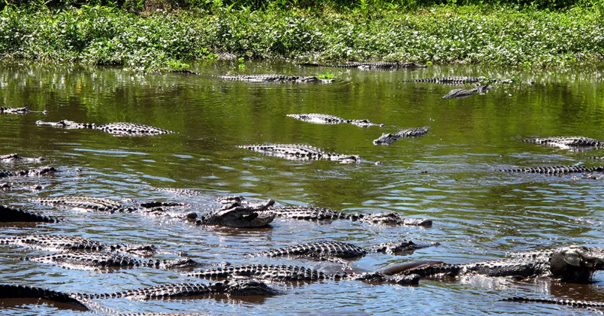 alligator tours in florida