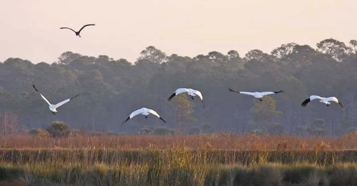 bird watching in florida