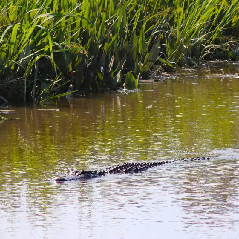 Alligator River National Wildlife Refuge, North Carolina