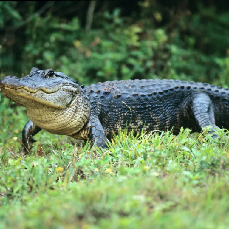  American Alligator