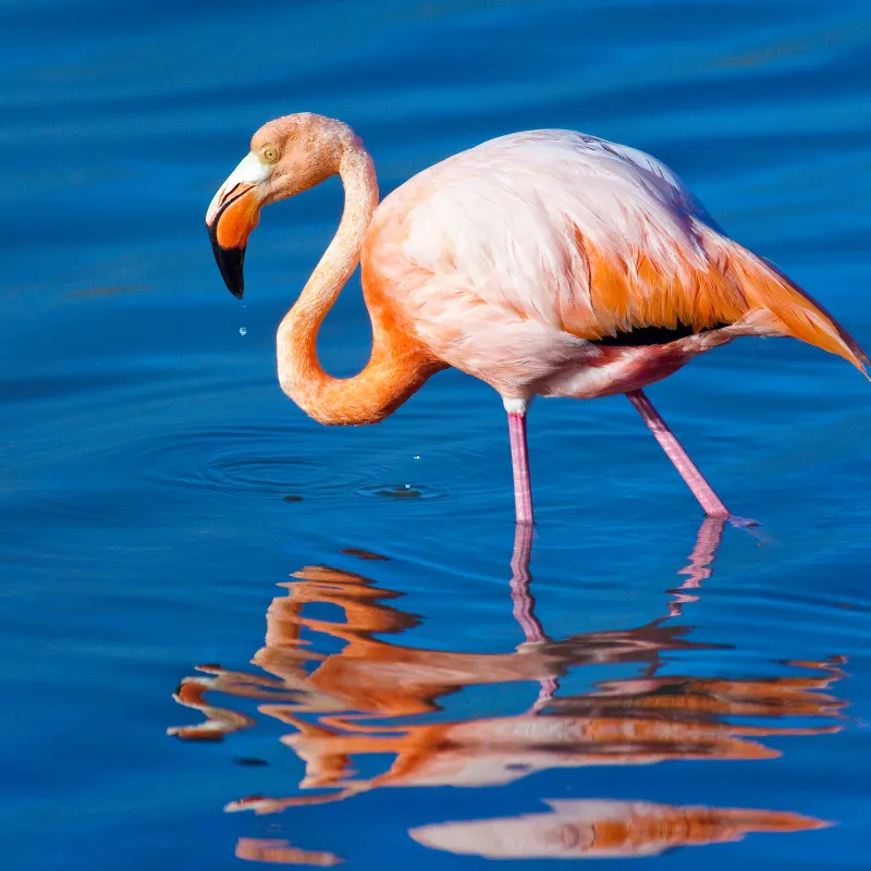  American Flamingo