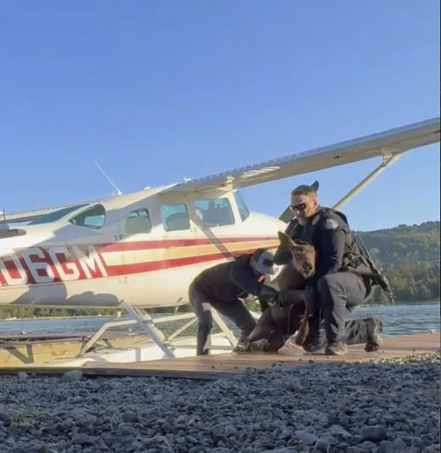 Baby Moose Trapped In Alaska