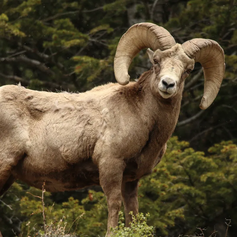 Bighorn Sheep