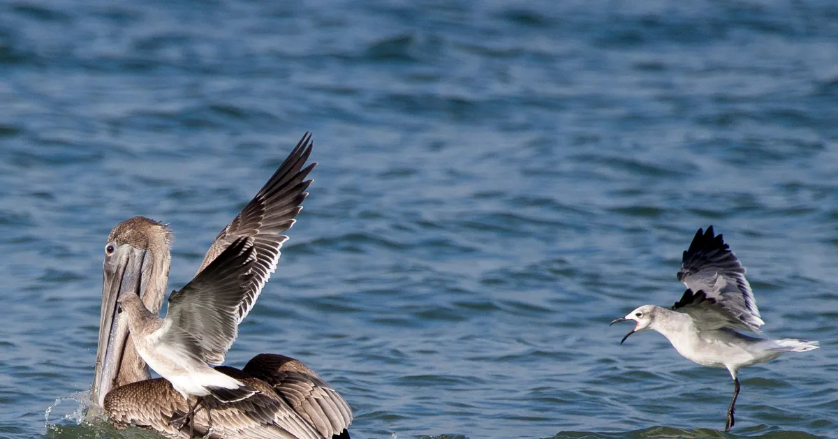 Bird Watching USA