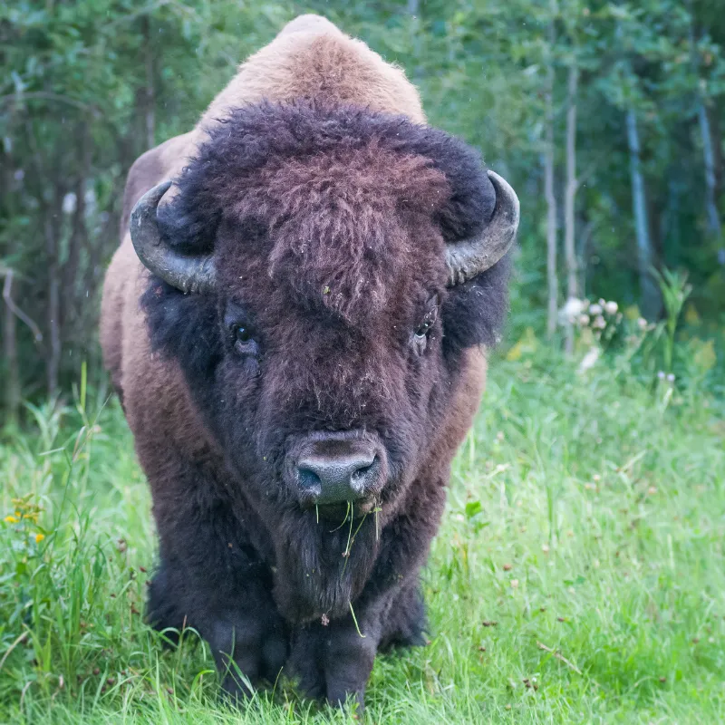 American Wildlife Watching