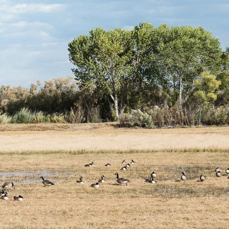 Budget Wildlife Watching