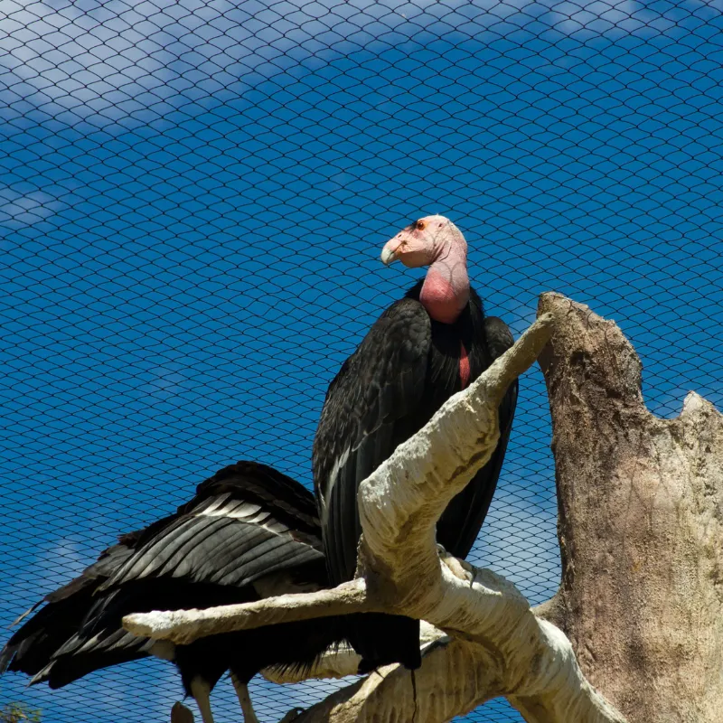 California Condor