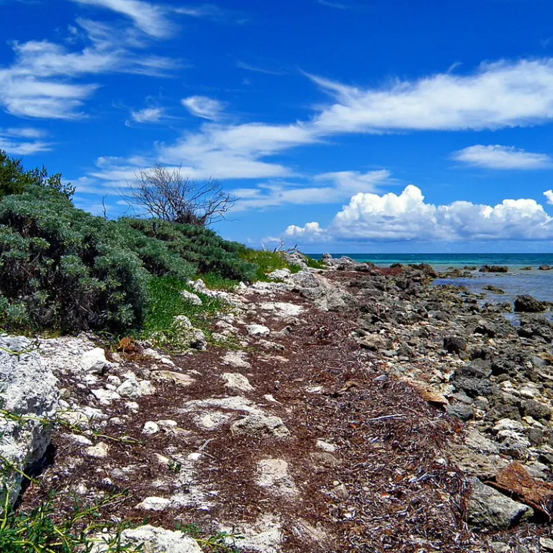 Marine Wildlife Watching