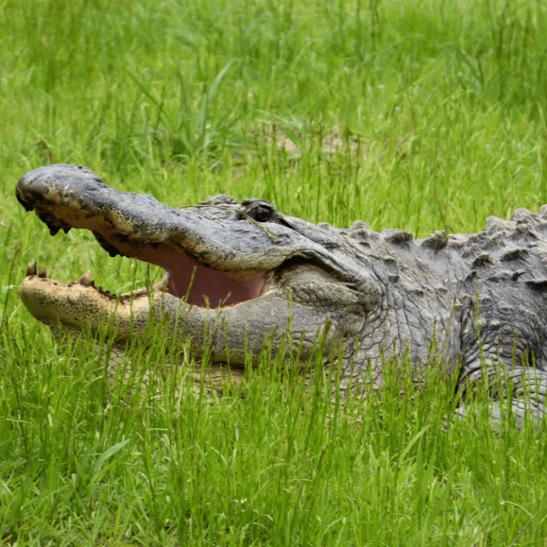 American Alligator 06