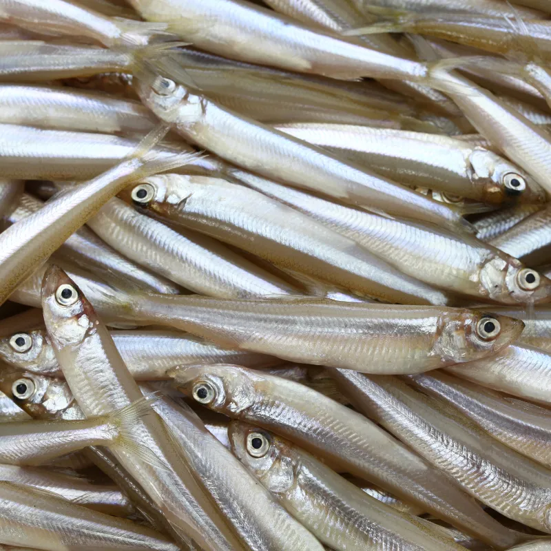 Delta Smelt