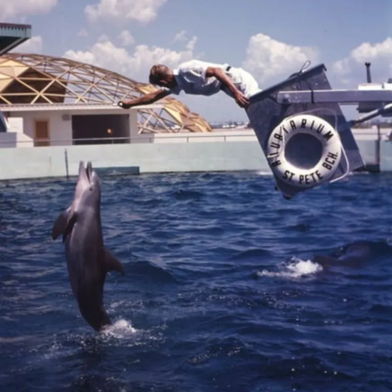 Tampa Dolphin Watching Tours