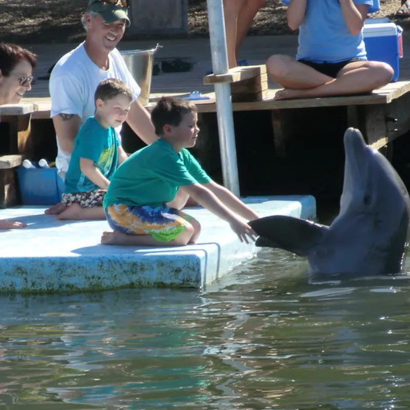 Dolphin Watching In Florida7