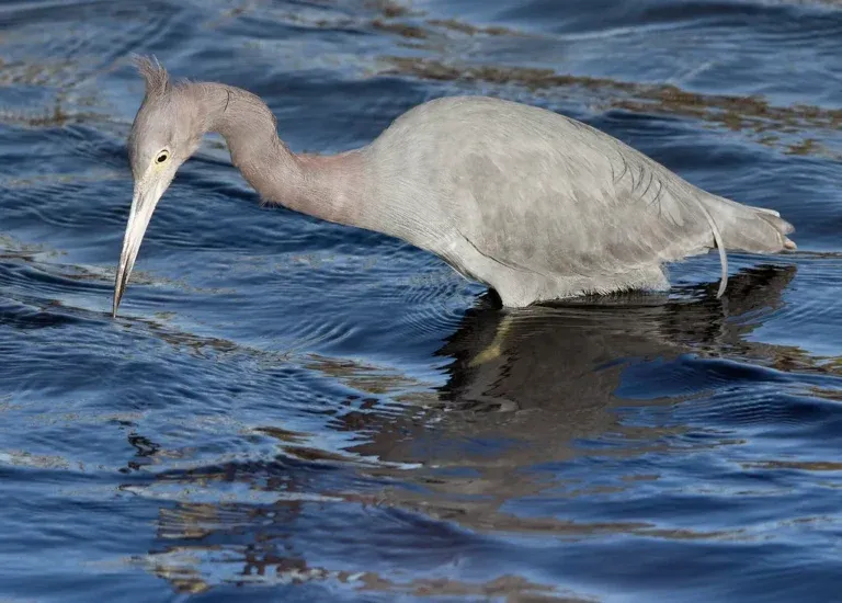  ECO-TOURS IN FLORIDA2