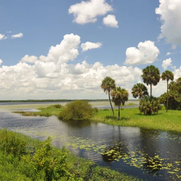 Myakka Wildlife Tours