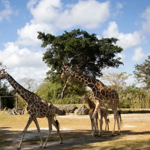  ECO-TOURS IN FLORIDA9