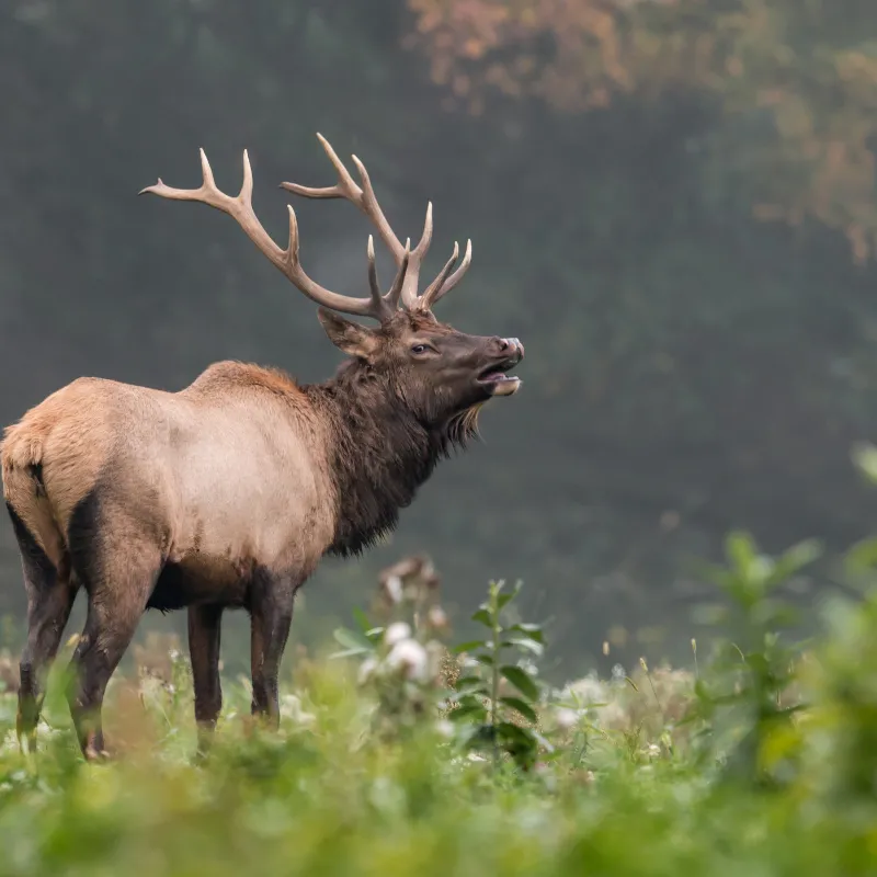 American Wildlife Watching