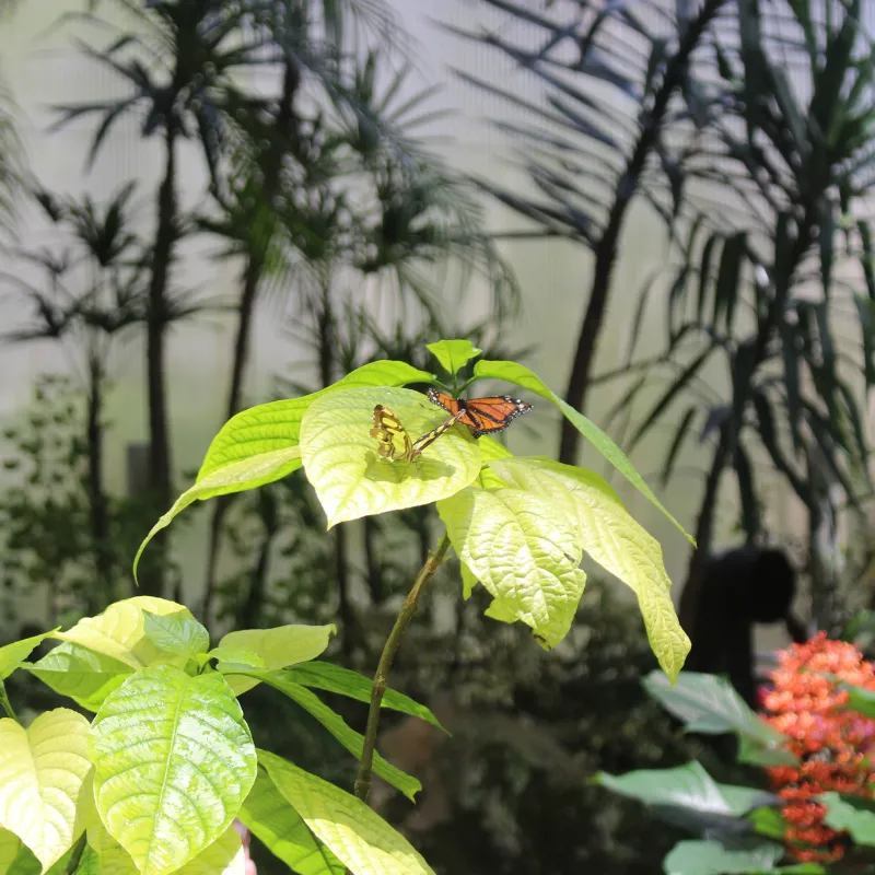 Florida Butterfly Gardens