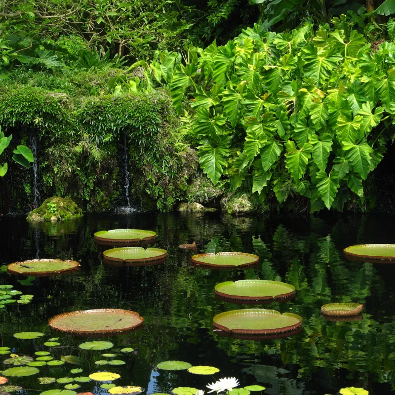 Florida Butterfly Gardens