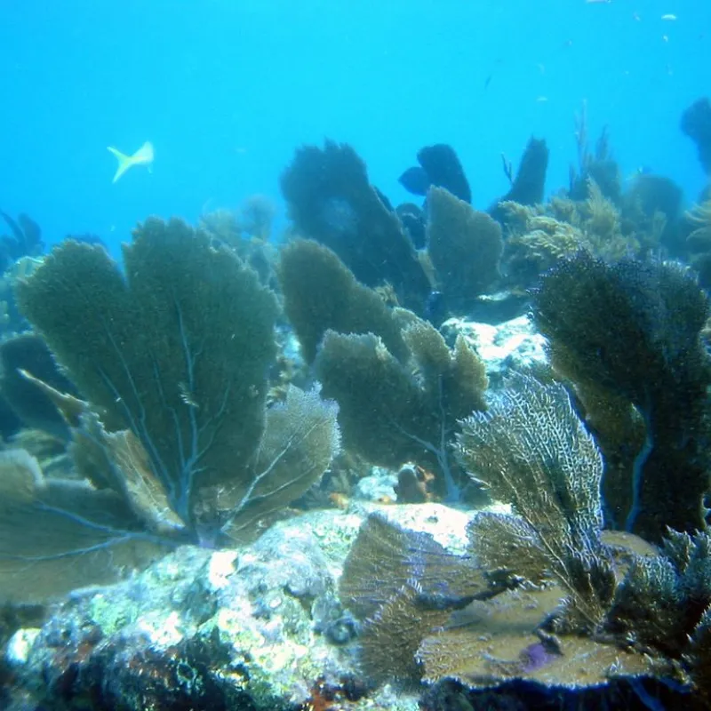 Florida Keys Diving