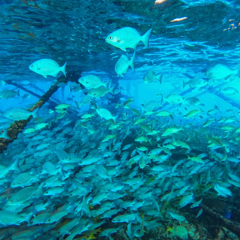 Florida Keys Diving