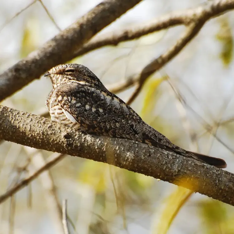 Florida Nocturnal Birds11