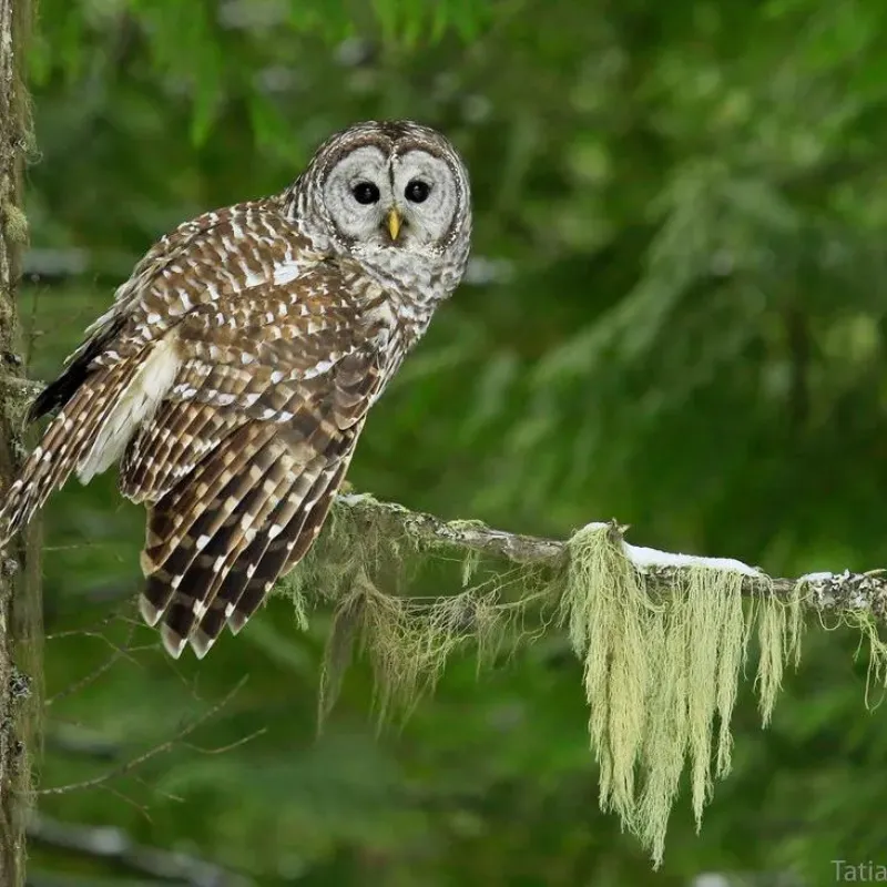 Barred Owls