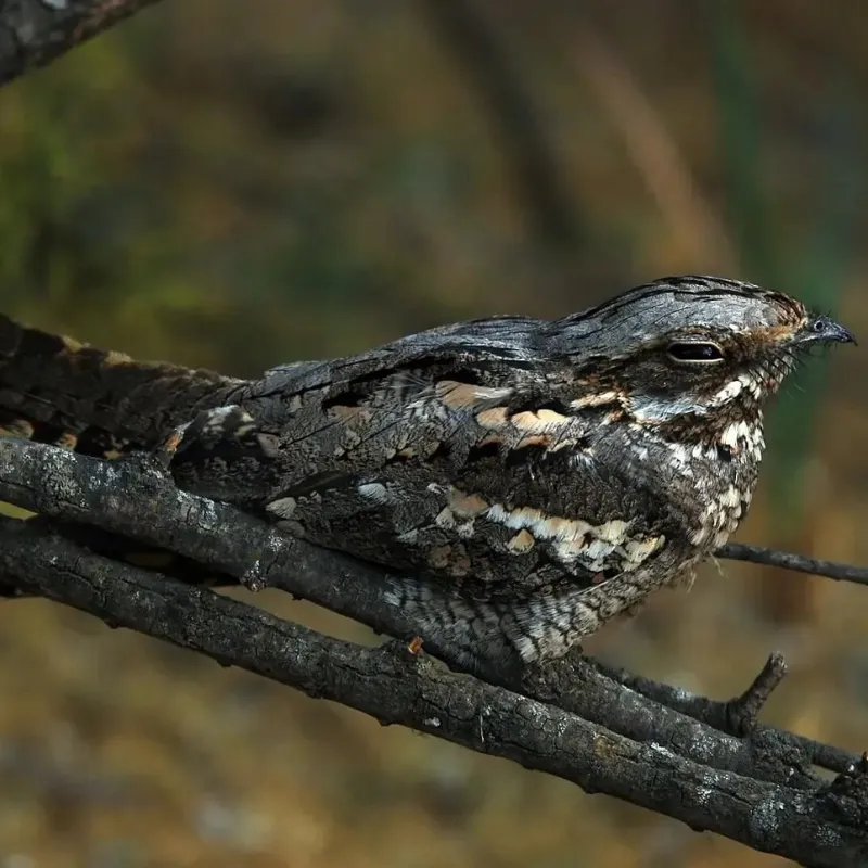 Florida Nocturnal Birds9