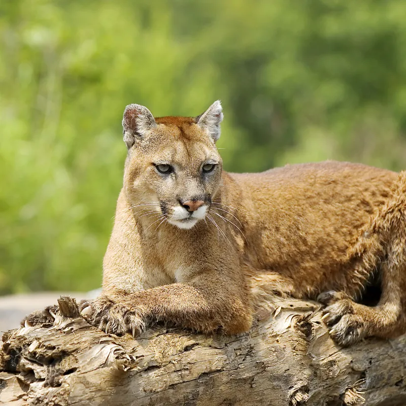 Florida Panther