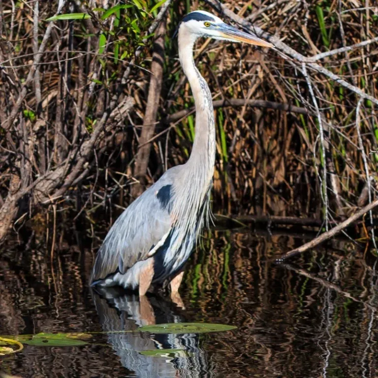  Great Blue Heron