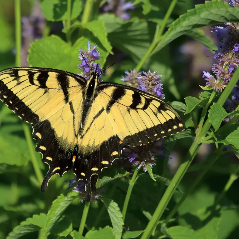 insect watching usa