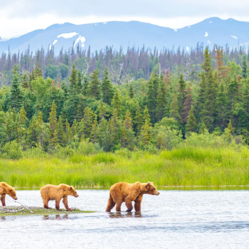 Mammal Watching USA