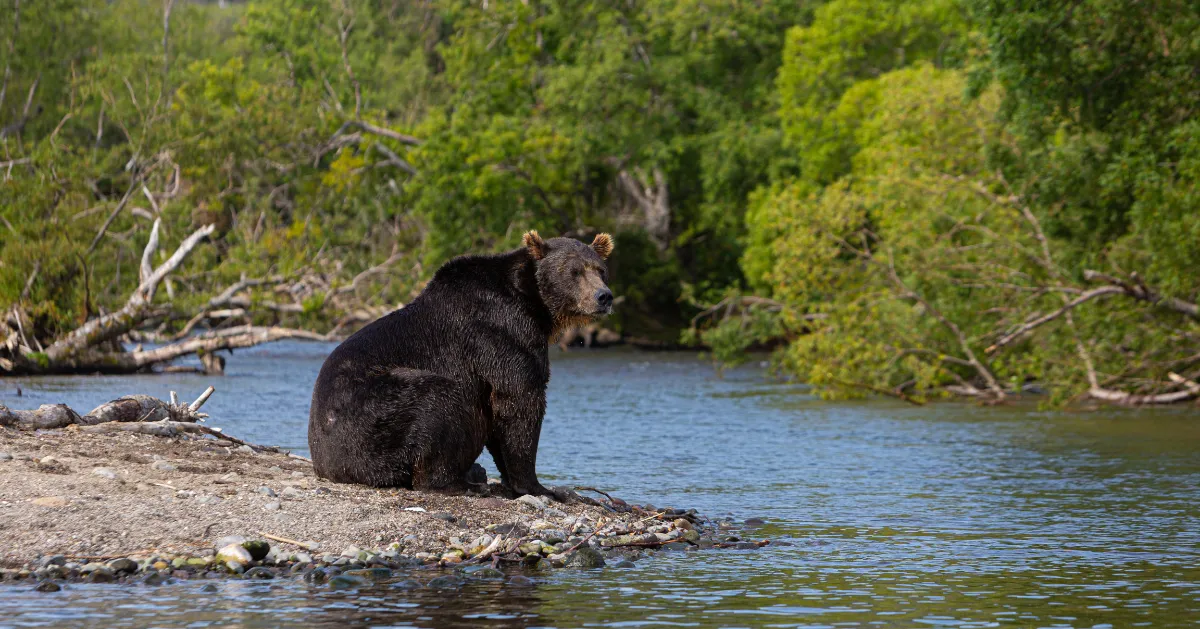 Mammal Watching Destinations Across The USA