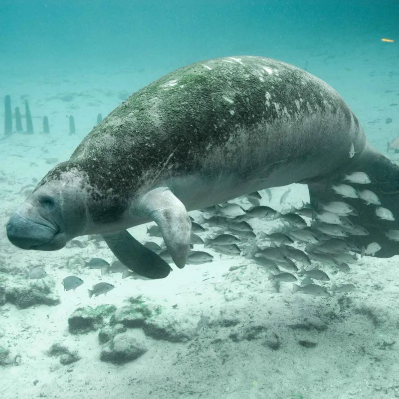  Manatee