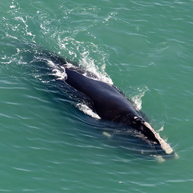 North Atlantic Right Whale