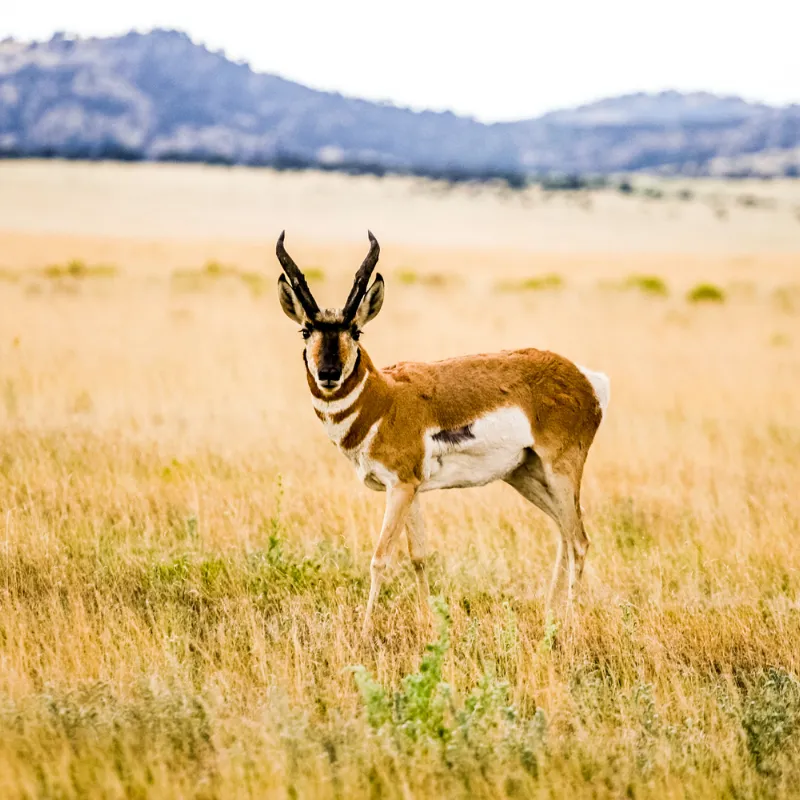 American Wildlife Watching