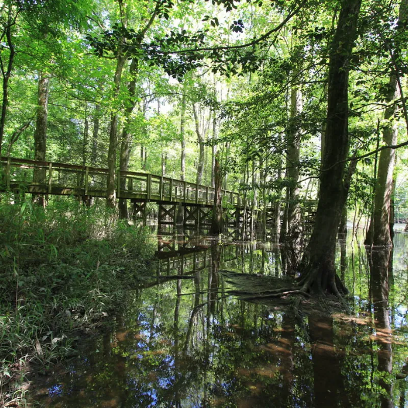 Congaree National Park, South Carolina