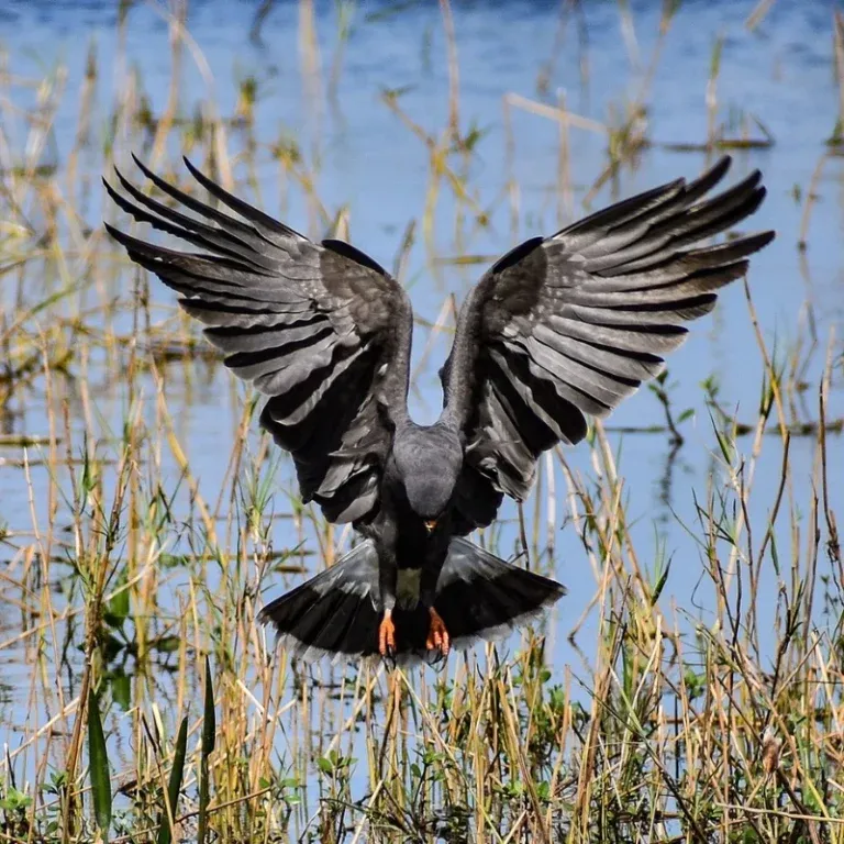 Snail Kite