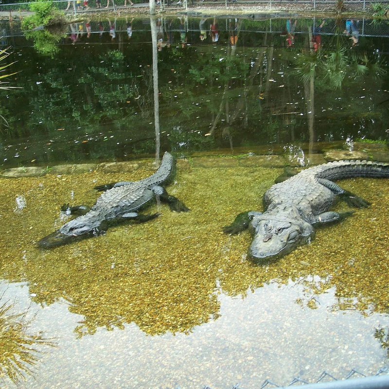 Homosassa Springs