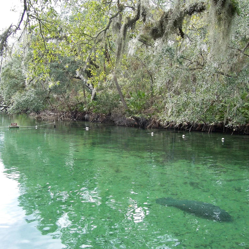 Watching Manatees In Florida