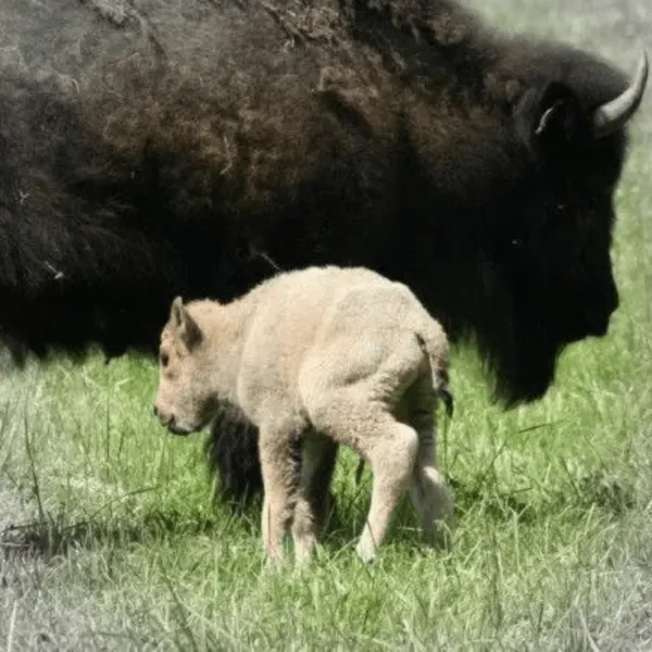 White Buffalo Calf1