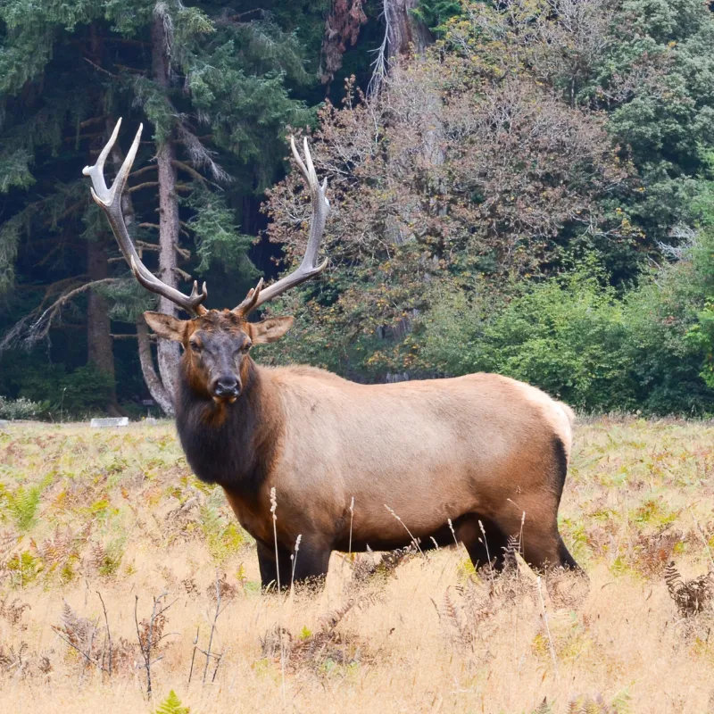 Wildlife Photography Tips 