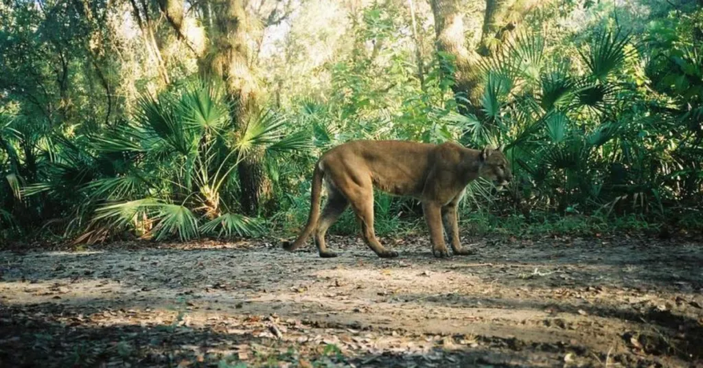 Wildlife Watching Guide