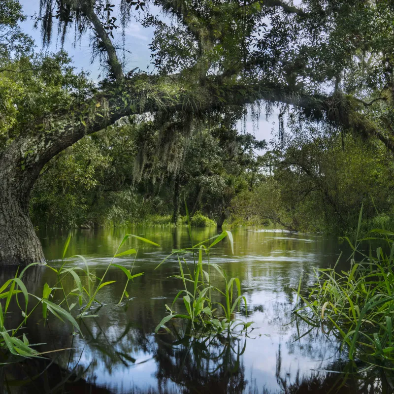 alligator tours in florida2