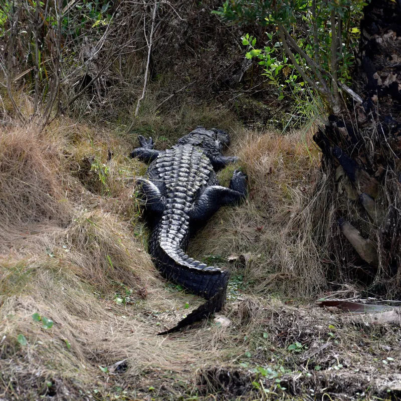 alligator tours in florida4