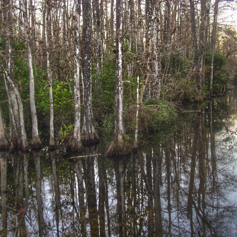 Big Cypress National Preserve