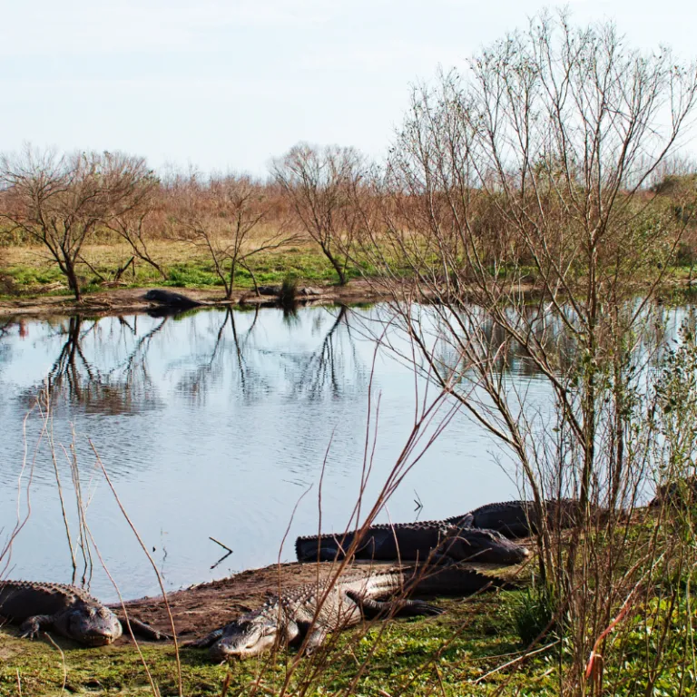 Paynes Prairie Preserve State Park