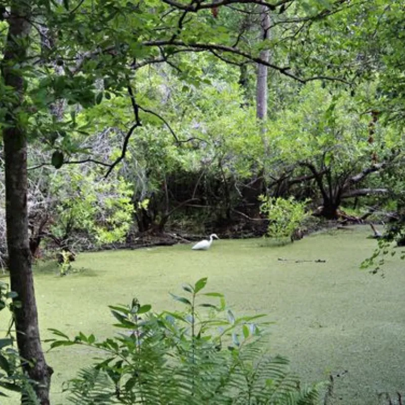 Brooker Creek Preserve, Tarpon Springs